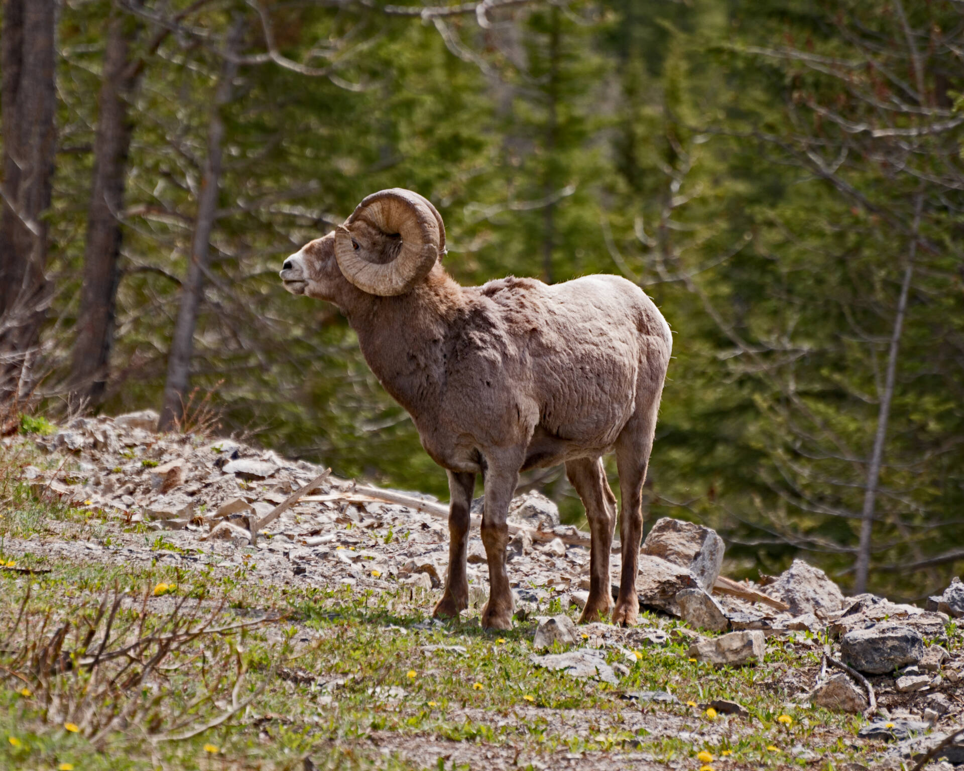 photosbyollie-Big-Horned-sheep-ram-01