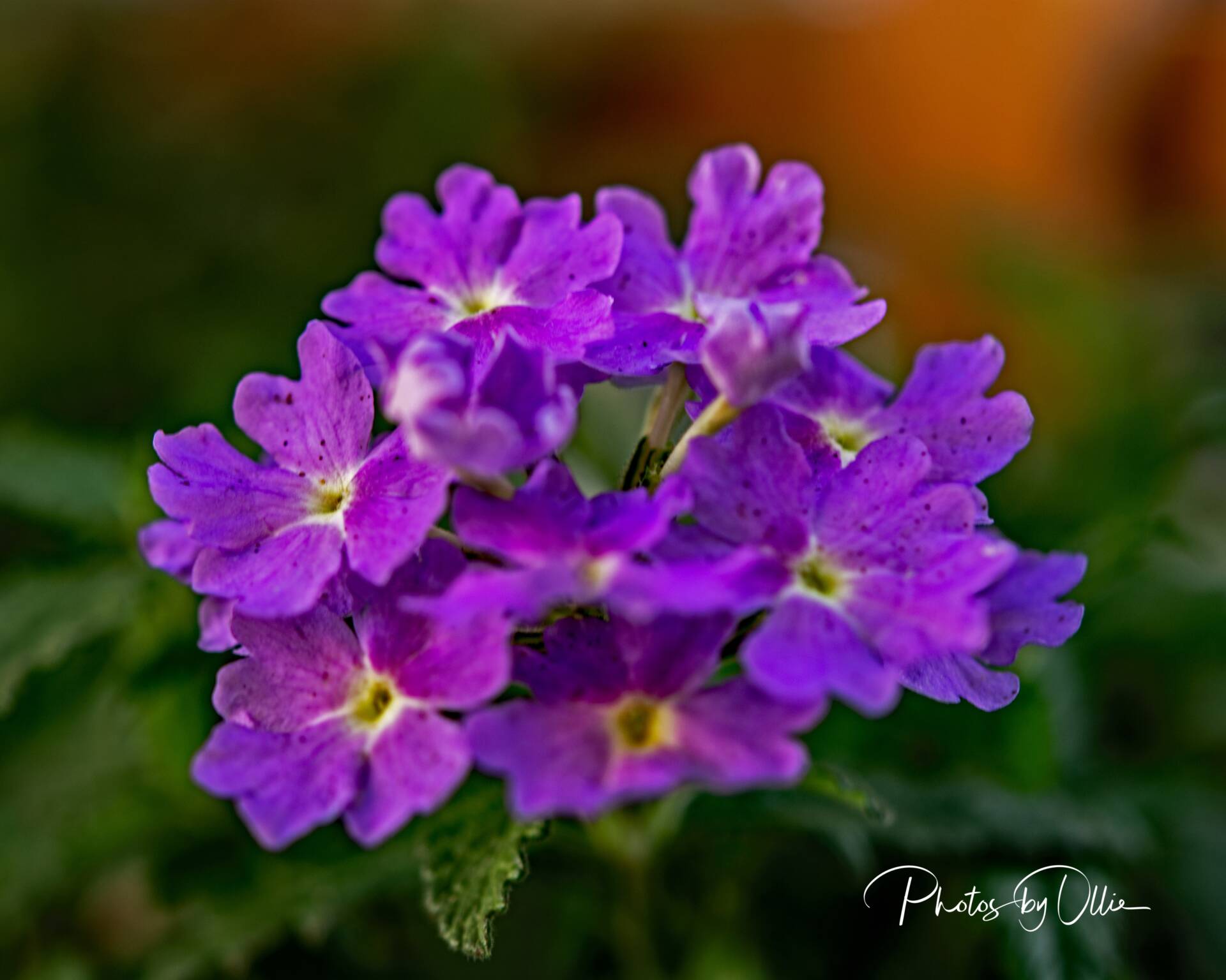 photosbyollie-Flowers-in-middle-box-Sept-2020-1