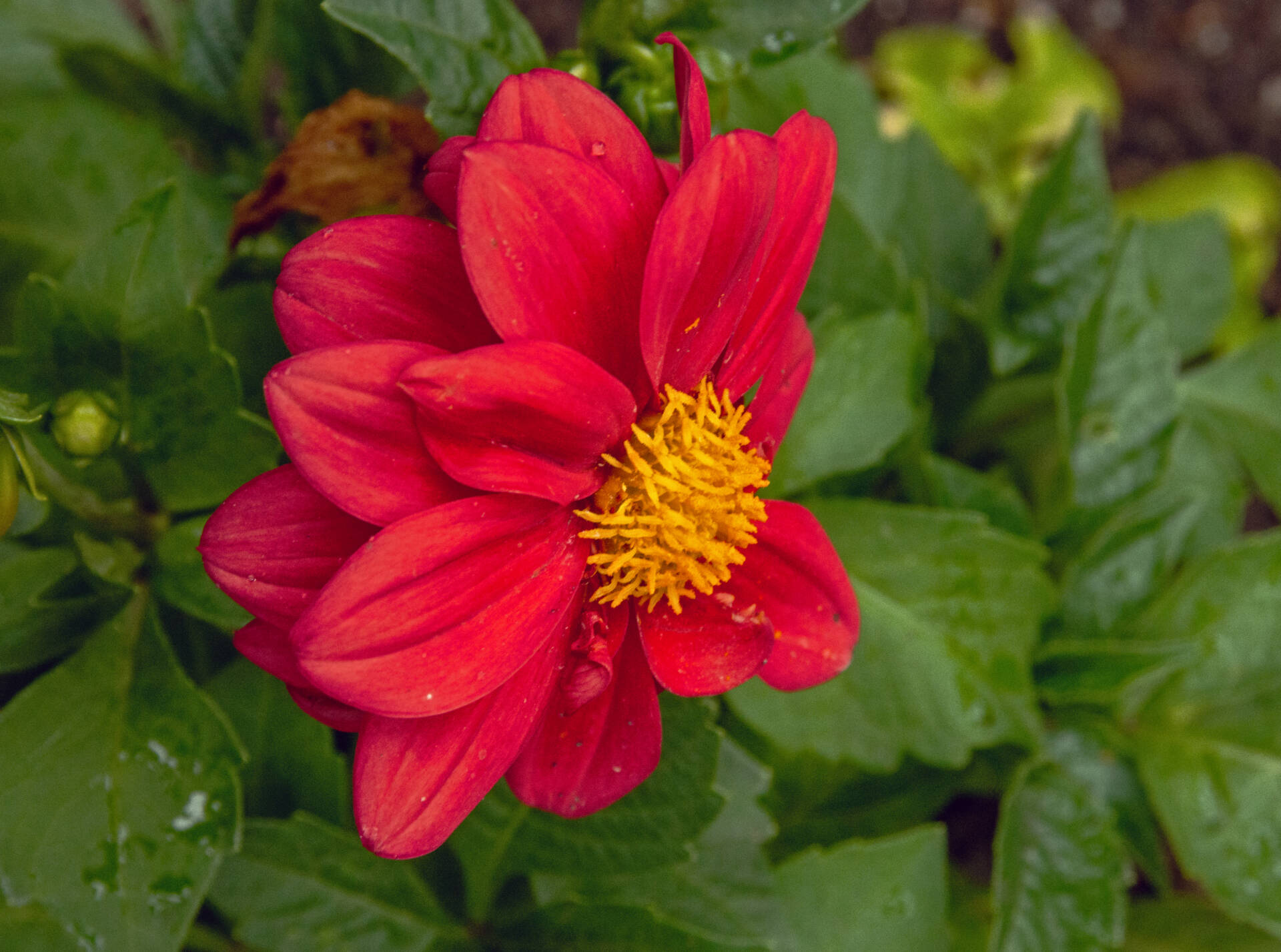 photosbyollie-red-flower