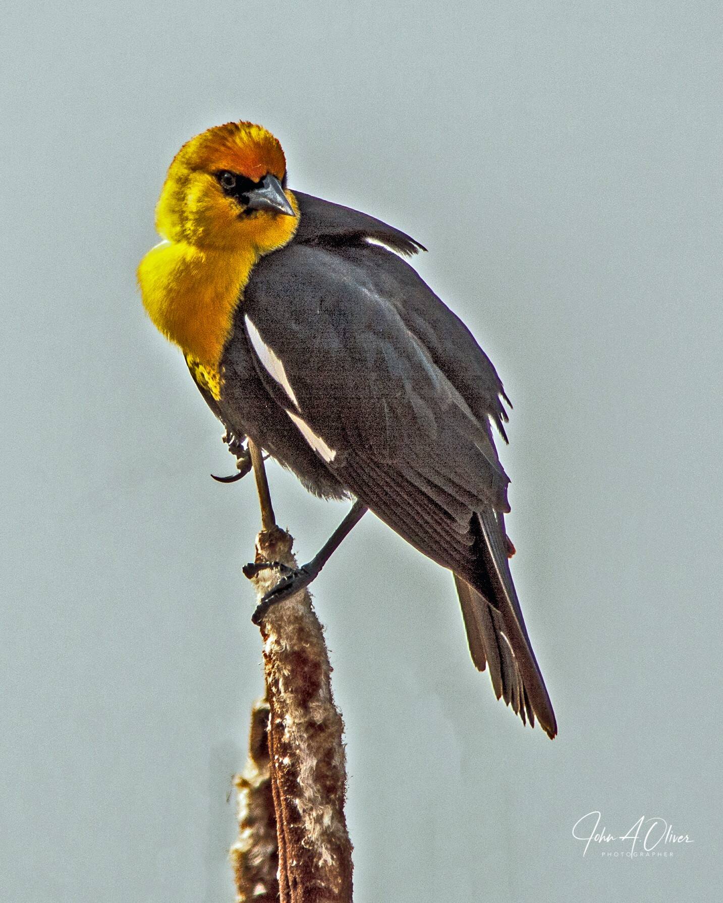 Yellow headed blackbird -May 2023-01-1